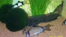 Besatz im Aquarium Becken 15187