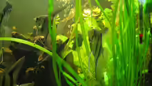 Besatz im Aquarium Becken 20626