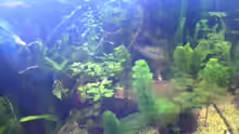 Besatz im Aquarium Becken 2256