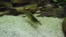 Besatz im Aquarium Becken 30918