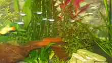 Besatz im Aquarium Becken 3982
