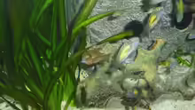 Besatz im Aquarium Becken 6888