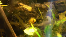 Besatz im Aquarium Becken 9328