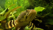 Besatz im Aquarium Channa-fever C. pulchra