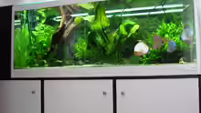 Besatz im Aquarium Das Becken gibt es nicht mehr!!!!