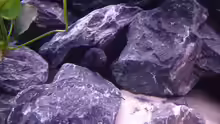 Besatz im Aquarium Demasoni Rocks - aufgelöst