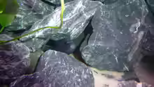 Besatz im Aquarium Demasoni Rocks - aufgelöst
