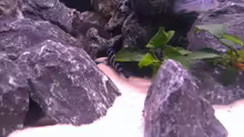 Besatz im Aquarium Demasoni Rocks - aufgelöst