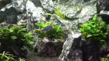 Besatz im Aquarium Die Granithöhle