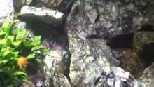 Besatz im Aquarium Die Granithöhle
