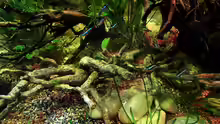 Besatz im Aquarium Diskus Forest - nur noch als Beispiel