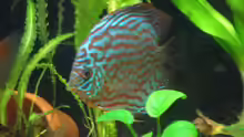 Besatz im Aquarium Diskus nurnoch als Beispiel