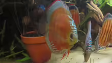 Besatz im Aquarium Diskus Traum # abgebaut#