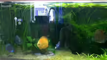 Besatz im Aquarium Diskus
