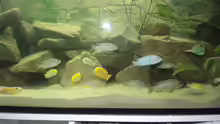 Besatz im Aquarium Ein Stück Malawisee