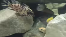 Besatz im Aquarium Ein Stück Malawisee