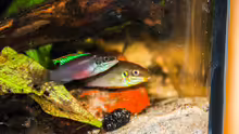 Besatz im Aquarium Enigmatochromis II