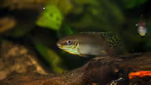 Besatz im Aquarium Enigmatochromis II