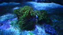 Besatz im Aquarium Flev´s MeWa Tank