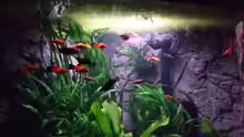 Besatz im Aquarium Fluval Venezia 350 Eckaquarium