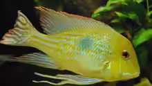 Besatz im Aquarium Geophagus & Co
