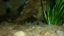 Besatz im Aquarium Grünes Tanganjika