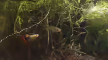 Besatz im Aquarium GuppyBecken )