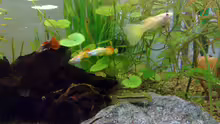 Besatz im Aquarium Guppys