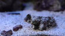 Besatz im Aquarium Koral karang