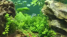 Besatz im Aquarium Life in Green