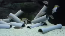 Besatz im Aquarium Low-Budget bzw. nem geschenkten Barsch...