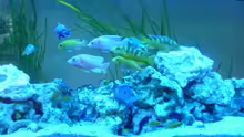 Besatz im Aquarium Malawi - Gesellschaftsbecken