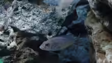 Besatz im Aquarium Malawi 1