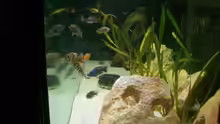 Besatz im Aquarium Malawi 450