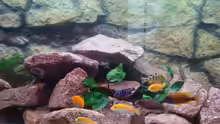Besatz im Aquarium Malawi Becken Juwel