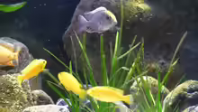 Besatz im Aquarium Malawi TV (nur noch als Beispiel)