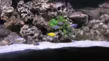 Besatz im Aquarium Malawi