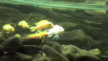 Besatz im Aquarium Malawibecken