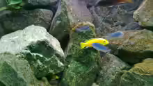 Besatz im Aquarium Mbuna- Juwel Rio 400