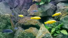 Besatz im Aquarium Mbuna- Juwel Rio 400