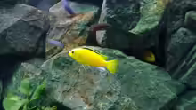 Besatz im Aquarium Mbuna- Juwel Rio 400