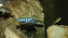 Besatz im Aquarium Mbuna Becken