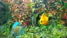Besatz im Aquarium Mein Aquarium