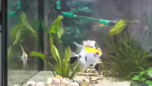 Besatz im Aquarium Mein Becken