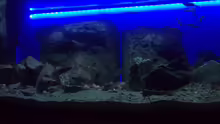 Besatz im Aquarium Mein "kleiner" SEE