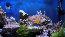 Besatz im Aquarium Michas Great Reef Challenge