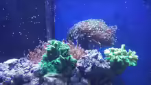 Besatz im Aquarium minireef