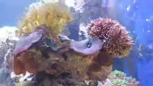 Besatz im Aquarium minireef