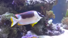 Besatz im Aquarium minireef