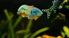 Besatz im Aquarium Mittelamerikanische Buntbarsche